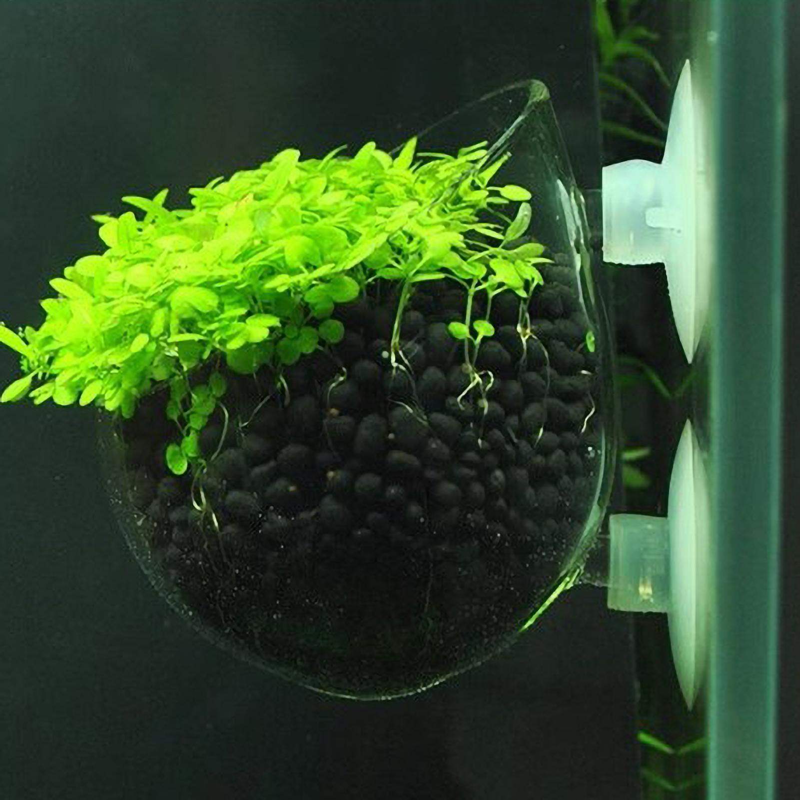 Plant Aquarium Pot - 수족관 식물 홀더 유리 수생 식물