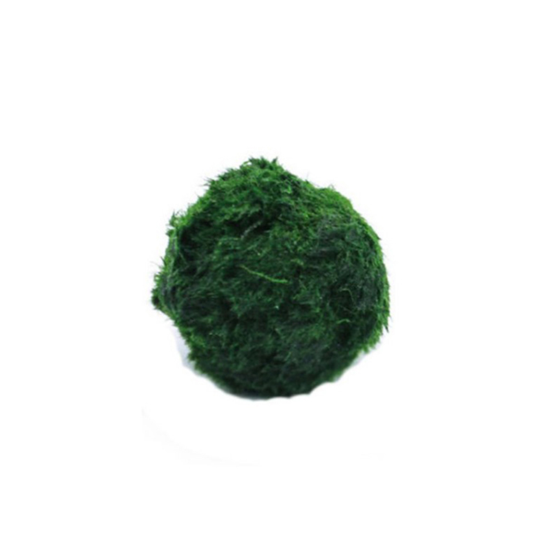 Live Plant Aquarium - 마리모 이끼 공 생물 수족관 식물