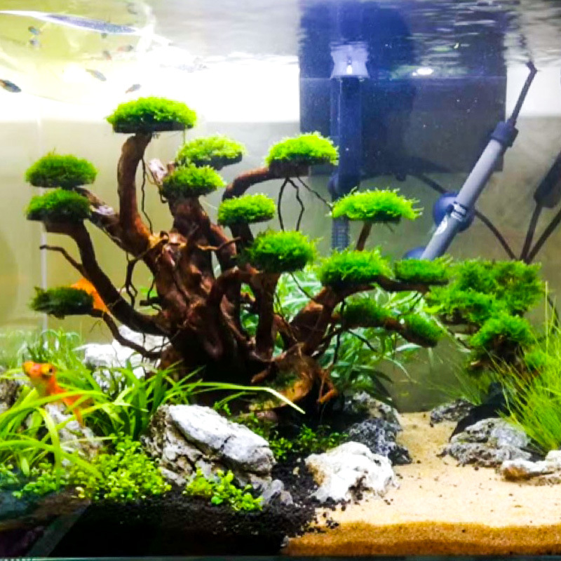 Aquarium Plant Substrate - 수족관 조경용 이끼나무 뼈대 마감된 유목