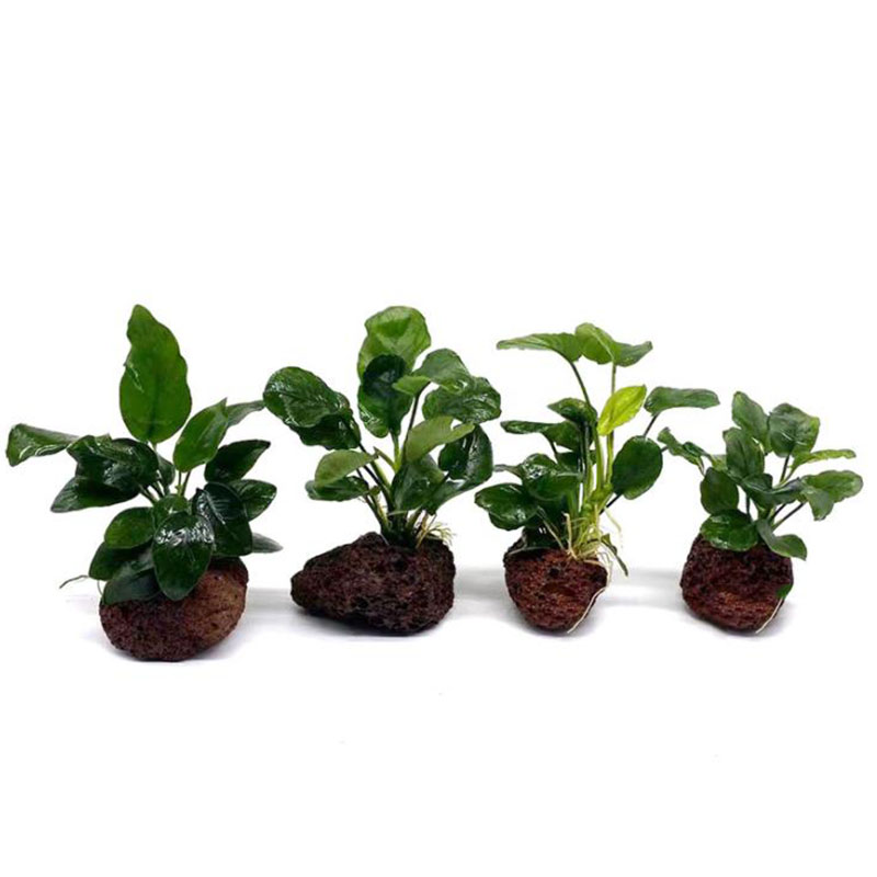 화산 수족관 장식 물고기 탱크 식물 고정 냄비 폴카 수 - Live Plant Aquarium 리뷰 및 가격