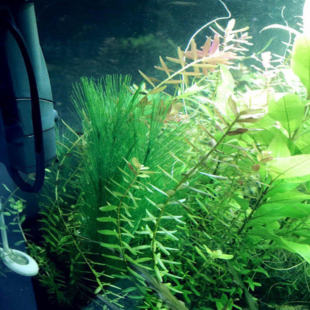 1/3Pcs 28/40cm 수족관 물고기 탱크 인공 물 - Aquarium Plants Live 리뷰 및 가격
