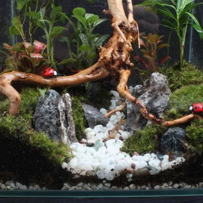 천연 나무 줄기 유목 수족관 어항, 파충류 실린더 뿌리 - Aquarium Plants Live 리뷰 및 가격
