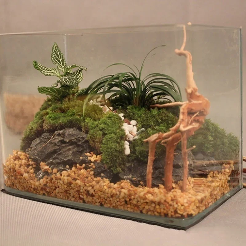 천연 나무 줄기 유목 수족관 어항, 파충류 실린더 뿌리 - Aquarium Plants Live 리뷰 및 가격