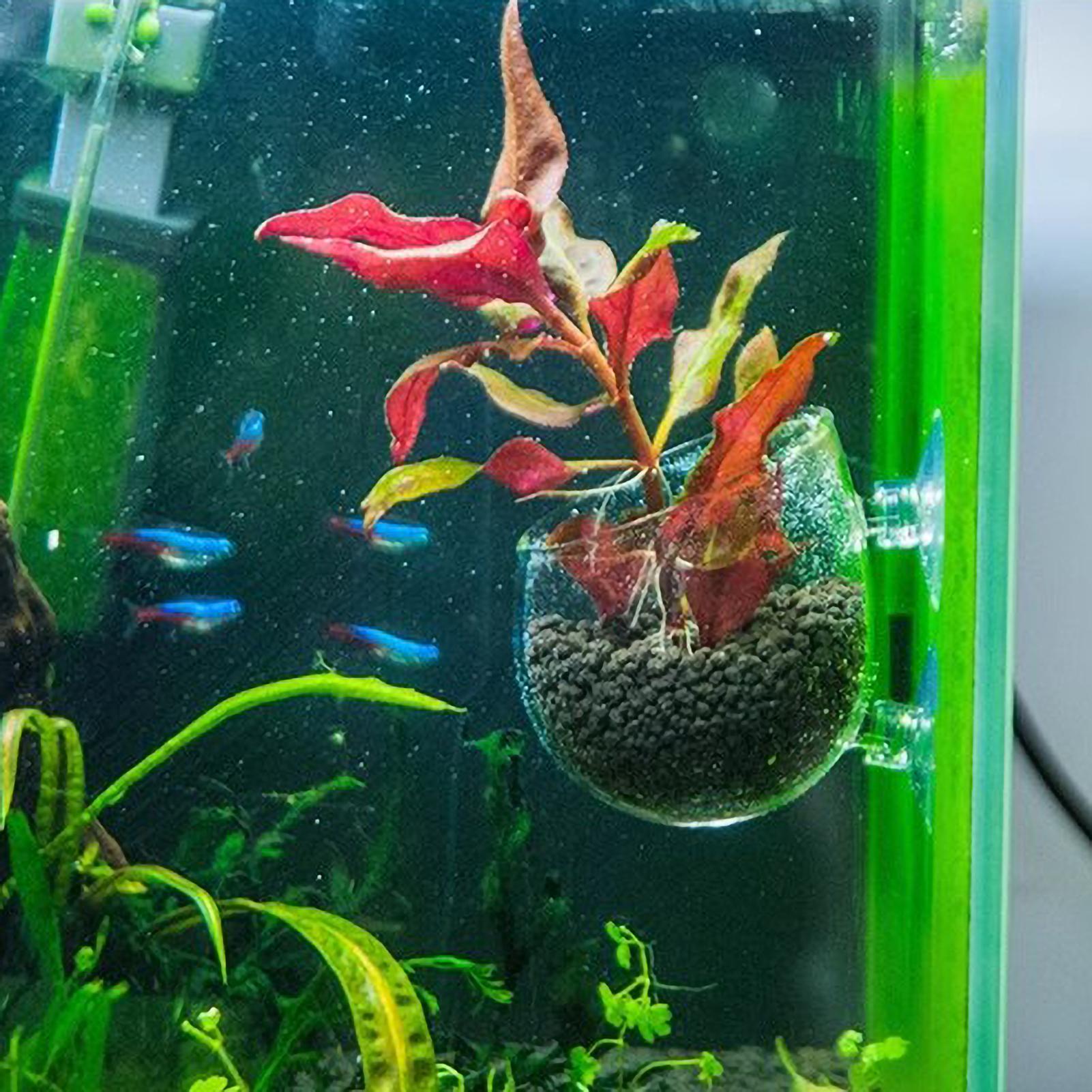 수족관 식물 홀더 유리 수생 식물 화분 흡착판 포함 생 - Plant Aquarium Pot 리뷰 및 가격