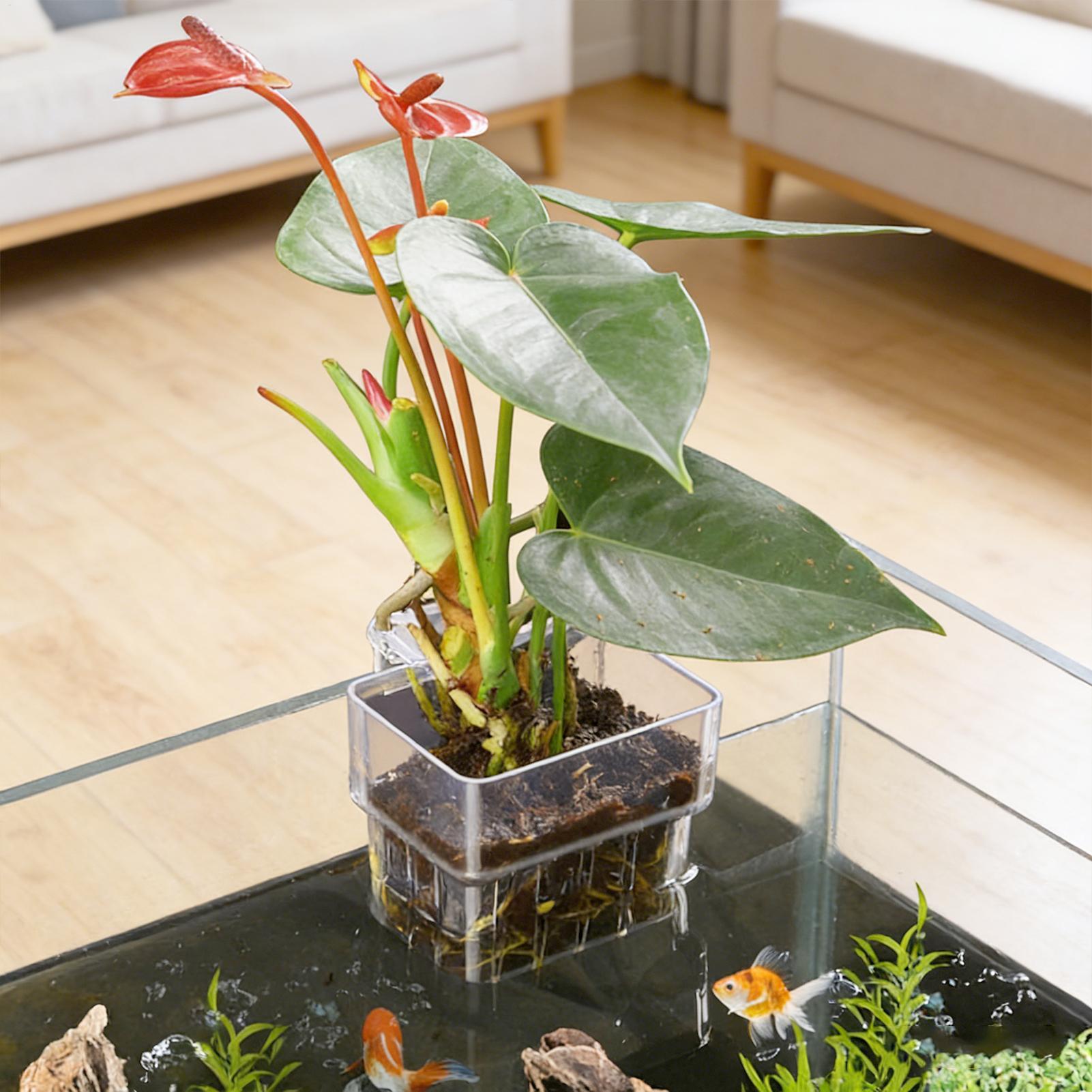 투명한 걸이식 수족관 식물 홀더 화분, 어항 수경재배  - Plant Aquarium Pot 리뷰 및 가격