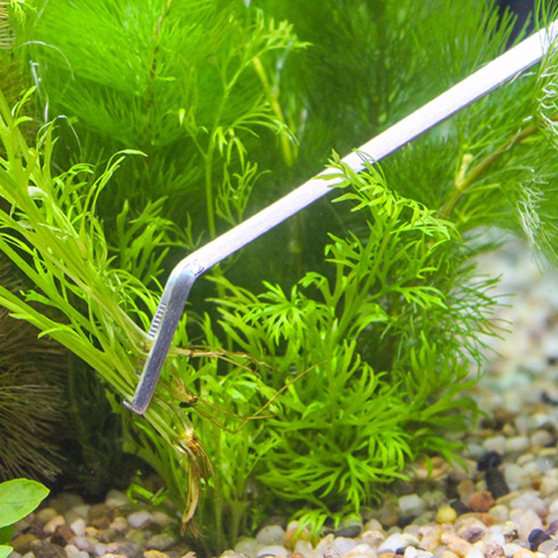 전문가용 수족관 관리 도구 세트: 생물이 있는 수족관, - Aquarium Plants Live 리뷰 및 가격