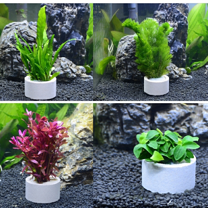 수족관 장식 세라믹 링, 어항 식물 고정 냄비, 물방울 - Plant Aquarium Pot 리뷰 및 가격