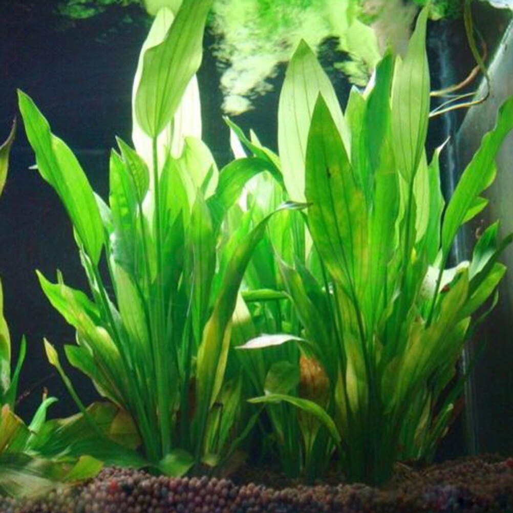 인공 수족관 장식 식물, 물 잡초 장식, 수생 식물,  - Aquarium Plants Live 리뷰 및 가격