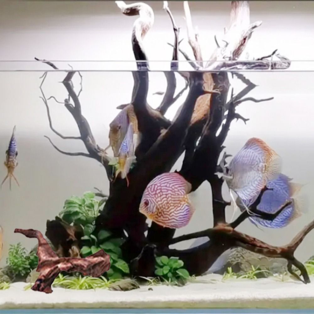 창의적인 불규칙 모양의 산호나무 천연 나무 유목 트렁크 - Aquarium Plant Substrate 리뷰 및 가격