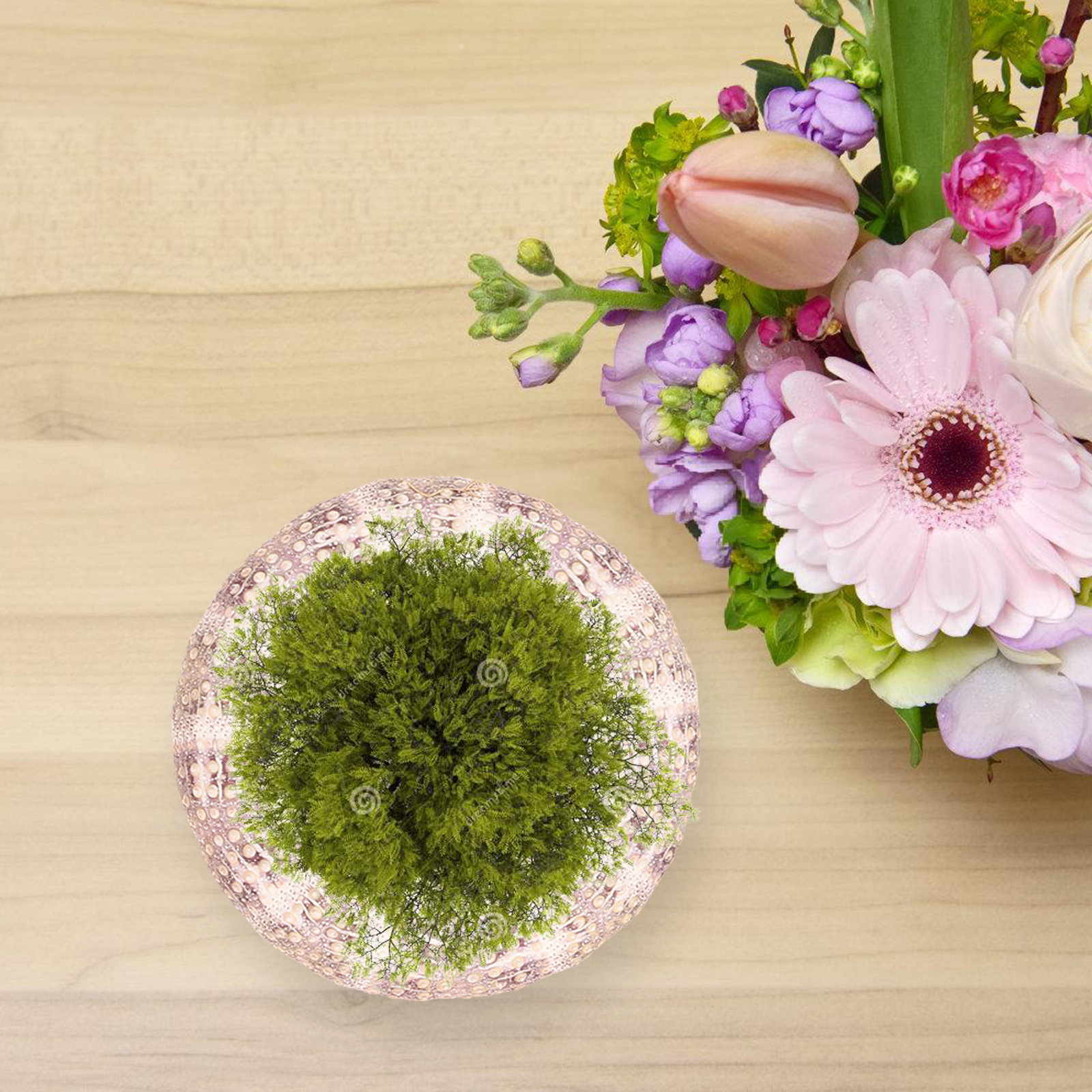 7개 세트의 해삼 껍데기 장식용 에어 플랜트 홀더, 독 - Aquarium Plant Holder 리뷰 및 가격